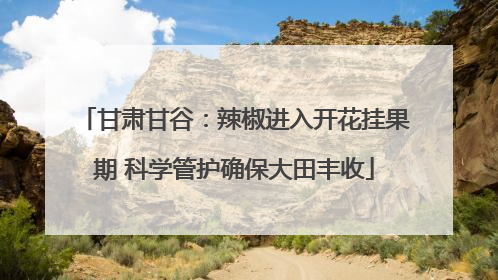甘肃甘谷：辣椒进入开花挂果期 科学管护确保大田丰收