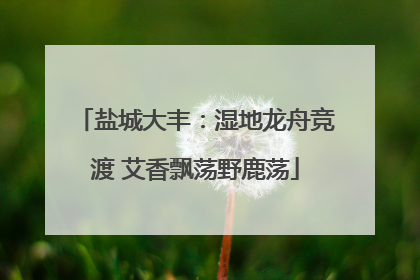 盐城大丰：湿地龙舟竞渡 艾香飘荡野鹿荡