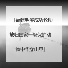 福建明溪成功救助放归国家一级保护动物中华穿山甲