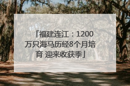 福建连江：1200万只海马历经8个月培育 迎来收获季