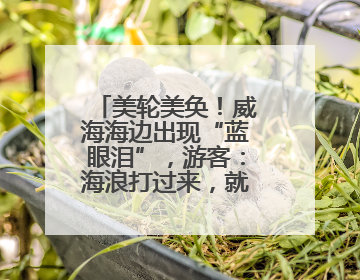 美轮美奂！威海海边出现“蓝眼泪”，游客：海浪打过来，就像星河一样