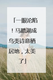 一眼沦陷！马踏湖成鸟类诗意栖居地，太美了