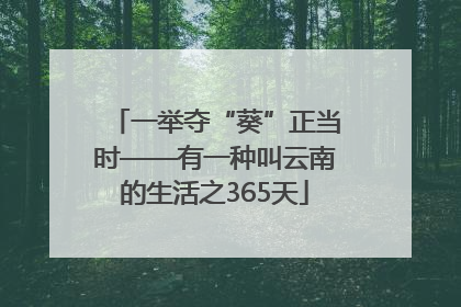 一举夺“葵”正当时——有一种叫云南的生活之365天