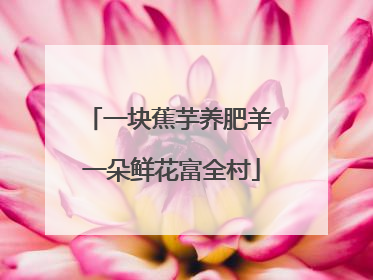 一块蕉芋养肥羊 一朵鲜花富全村