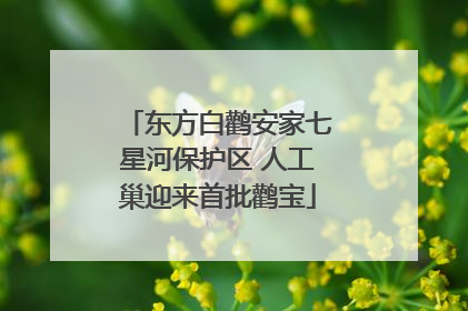 东方白鹳安家七星河保护区 人工巢迎来首批鹳宝