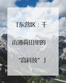 东营区：千亩薄荷田里的“高科技”