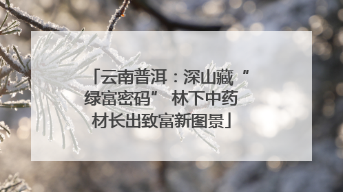 云南普洱：深山藏“绿富密码” 林下中药材长出致富新图景