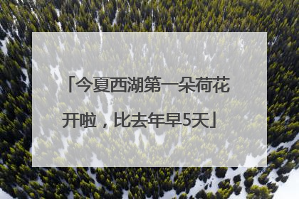 今夏西湖第一朵荷花开啦，比去年早5天