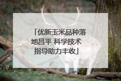 优新玉米品种落地昌平 科学技术指导助力丰收