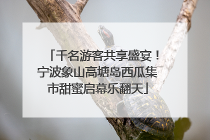 千名游客共享盛宴！宁波象山高塘岛西瓜集市甜蜜启幕乐翻天