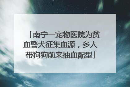 南宁一宠物医院为贫血警犬征集血源，多人带狗狗前来抽血配型