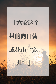 六安这个村的向日葵成花市“宠儿”