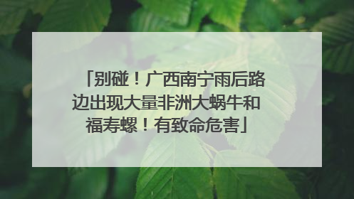 别碰！广西南宁雨后路边出现大量非洲大蜗牛和福寿螺！有致命危害