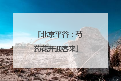北京平谷：芍药花开迎客来