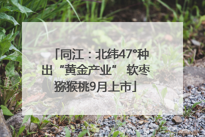 同江：北纬47°种出“黄金产业” 软枣猕猴桃9月上市