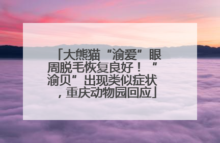 大熊猫“渝爱”眼周脱毛恢复良好！“渝贝”出现类似症状，重庆动物园回应