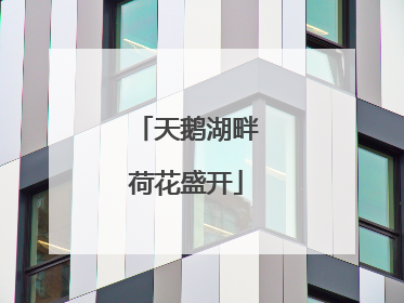 天鹅湖畔荷花盛开