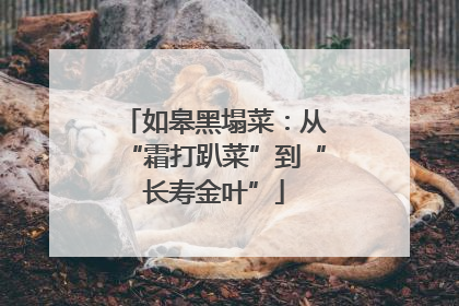 如皋黑塌菜：从“霜打趴菜”到“长寿金叶”