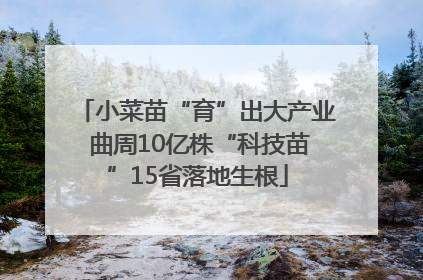 小菜苗“育”出大产业 曲周10亿株“科技苗”15省落地生根