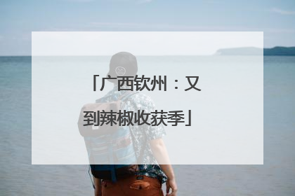 广西钦州：又到辣椒收获季