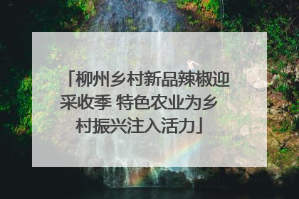 柳州乡村新品辣椒迎采收季 特色农业为乡村振兴注入活力