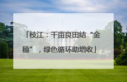 枝江：千亩良田结“金穗”，绿色循环助增收