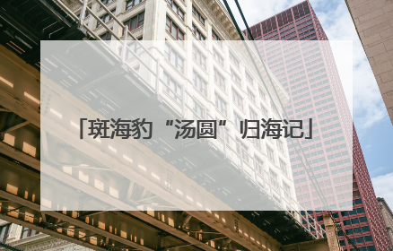 斑海豹“汤圆”归海记