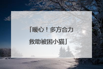 暖心！多方合力救助被困小猫