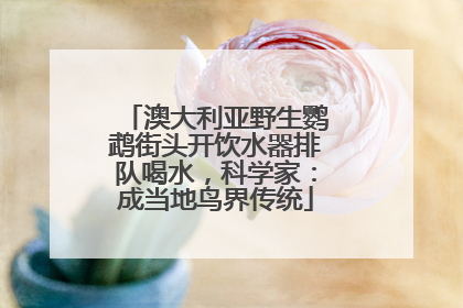 澳大利亚野生鹦鹉街头开饮水器排队喝水，科学家：成当地鸟界传统