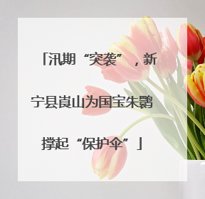 汛期“突袭”，新宁县崀山为国宝朱鹮撑起“保护伞”
