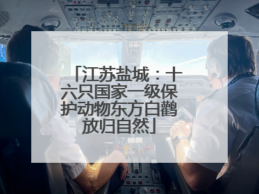 江苏盐城：十六只国家一级保护动物东方白鹳放归自然
