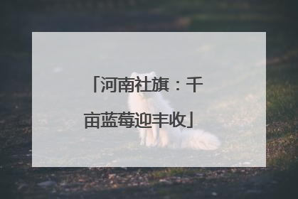 河南社旗：千亩蓝莓迎丰收