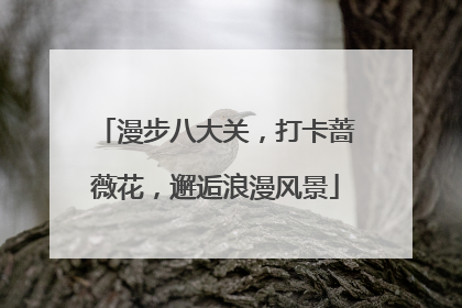 漫步八大关，打卡蔷薇花，邂逅浪漫风景