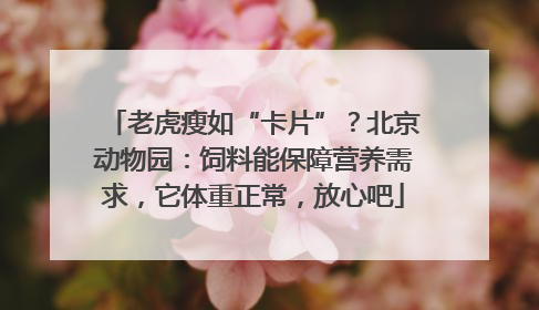 老虎瘦如“卡片”？北京动物园：饲料能保障营养需求，它体重正常，放心吧
