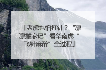 老虎也怕打针？“凛凛搬家记”看华南虎“飞针麻醉”全过程