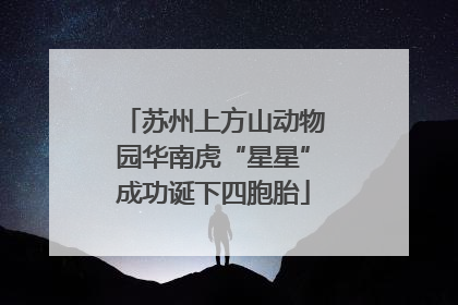 苏州上方山动物园华南虎“星星”成功诞下四胞胎