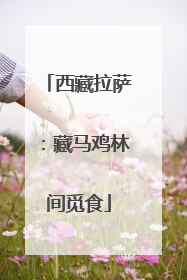 西藏拉萨：藏马鸡林间觅食