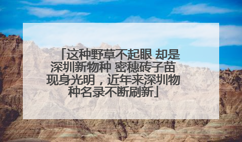 这种野草不起眼 却是深圳新物种 密穗砖子苗现身光明，近年来深圳物种名录不断刷新