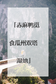 赤麻鸭觅食瓜州双塔湿地