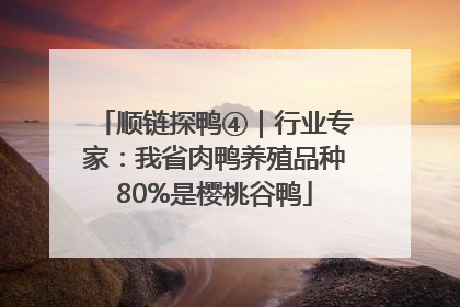 顺链探鸭④｜行业专家：我省肉鸭养殖品种80%是樱桃谷鸭