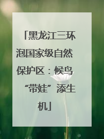 黑龙江三环泡国家级自然保护区：候鸟“带娃”添生机