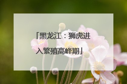 黑龙江：狮虎进入繁殖高峰期